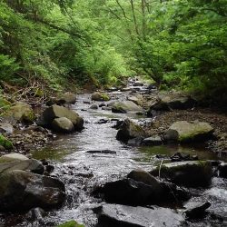 渓流ミノーイングで尺イワナ２本